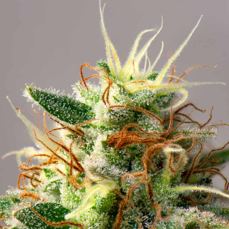 Shop the Skywalker OG Strain | Super Clinik
