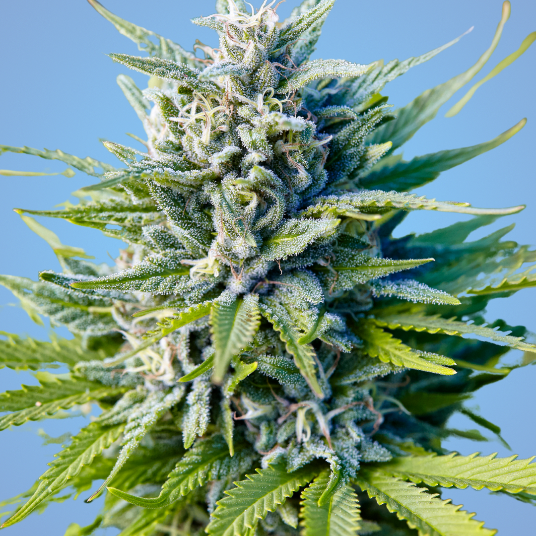 Shop the Blue Dream Strain | Super Clinik